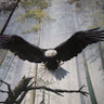 Eagle_One_69
